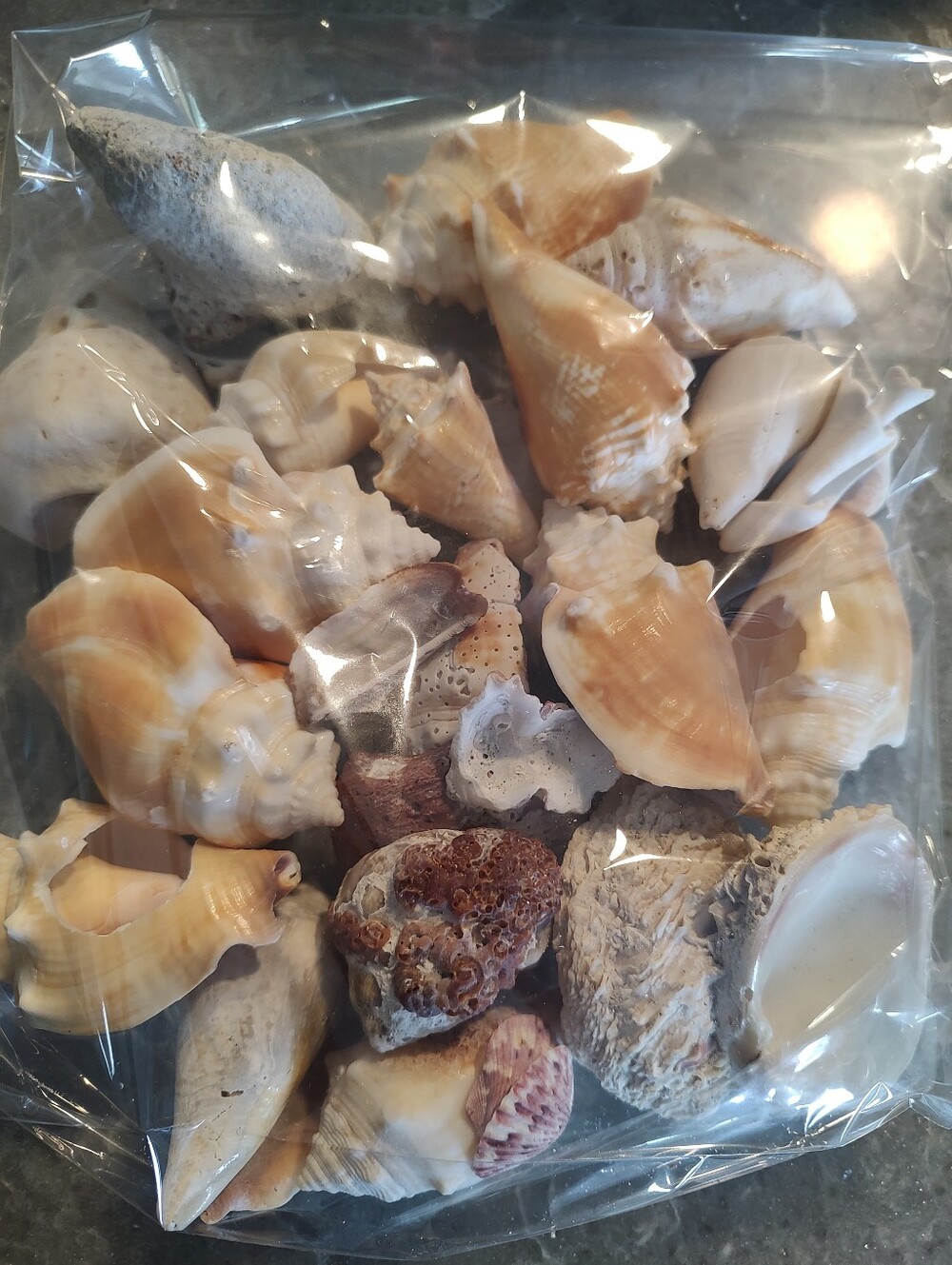 Unique Shells about 15
